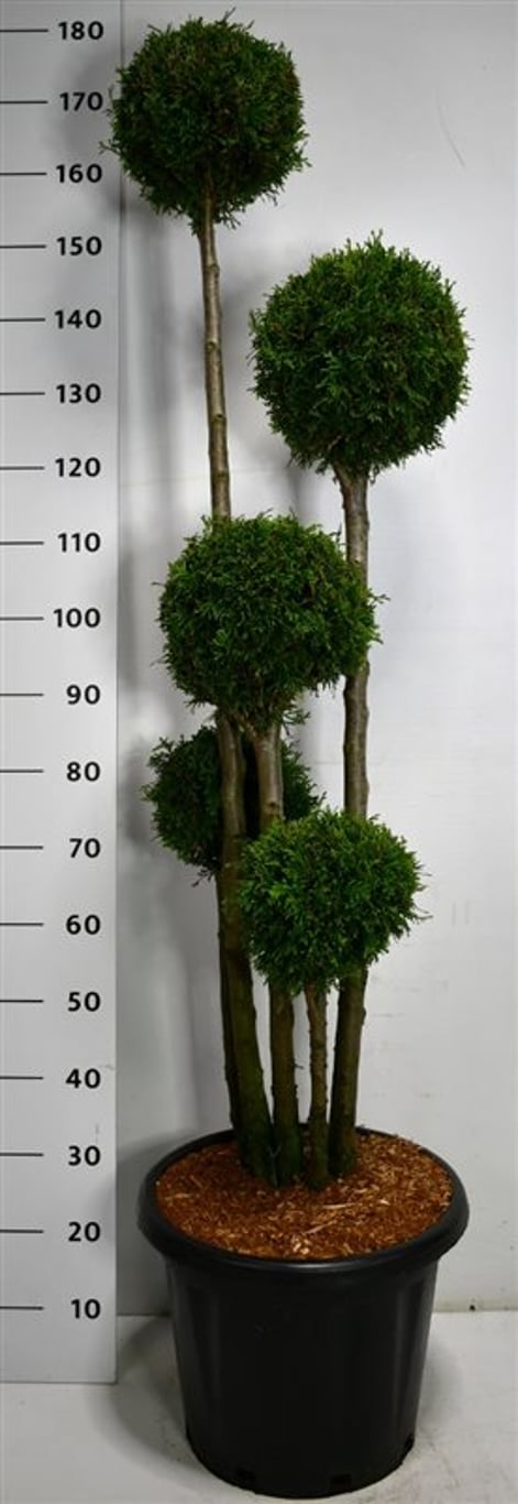 Thuja occ. 'Smaragd' - 125-150 CM PonPon Cont.